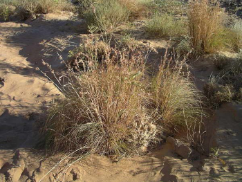 Cymbopogon schoenanthus qeneih-bosem Camel Grass